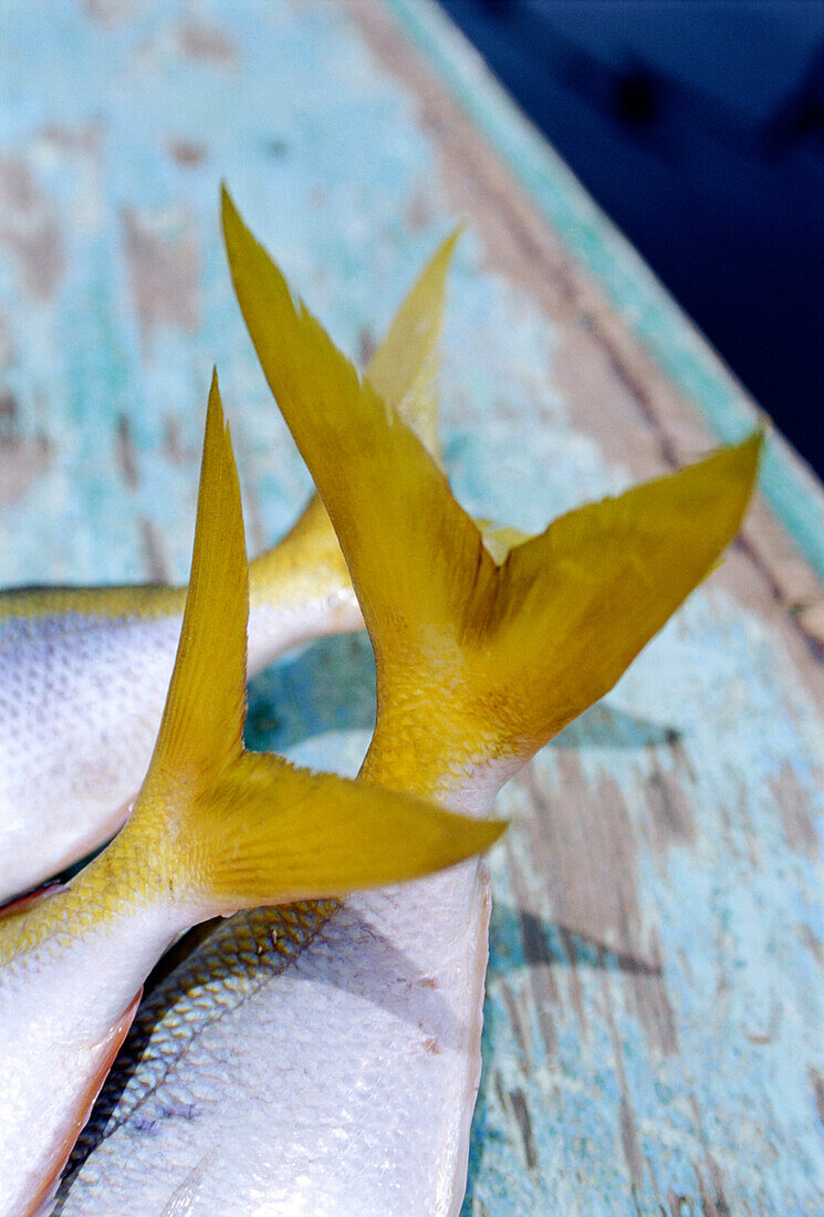 Colourful fish tails, South China sea, Palawan, Philippines