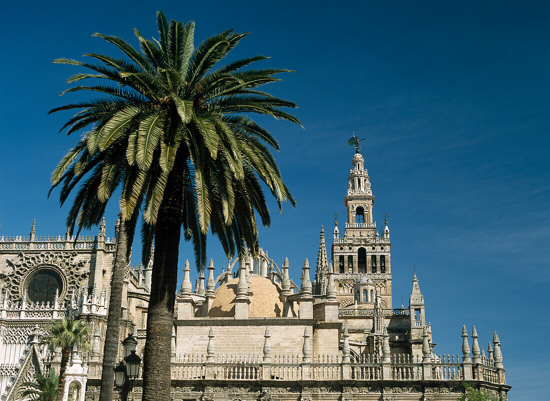 Seville Cathedral with Giralda Tower behind palm tree, Seville, Andalucia, Spain