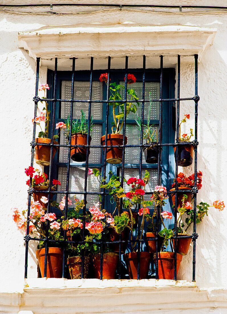Flowers surrounding window, Andalucia, Spain, Andalucia, Spain