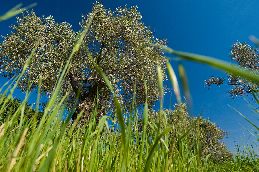 Grassy meadow and olive tree, low angle view, Binibona, Majorca, Spain