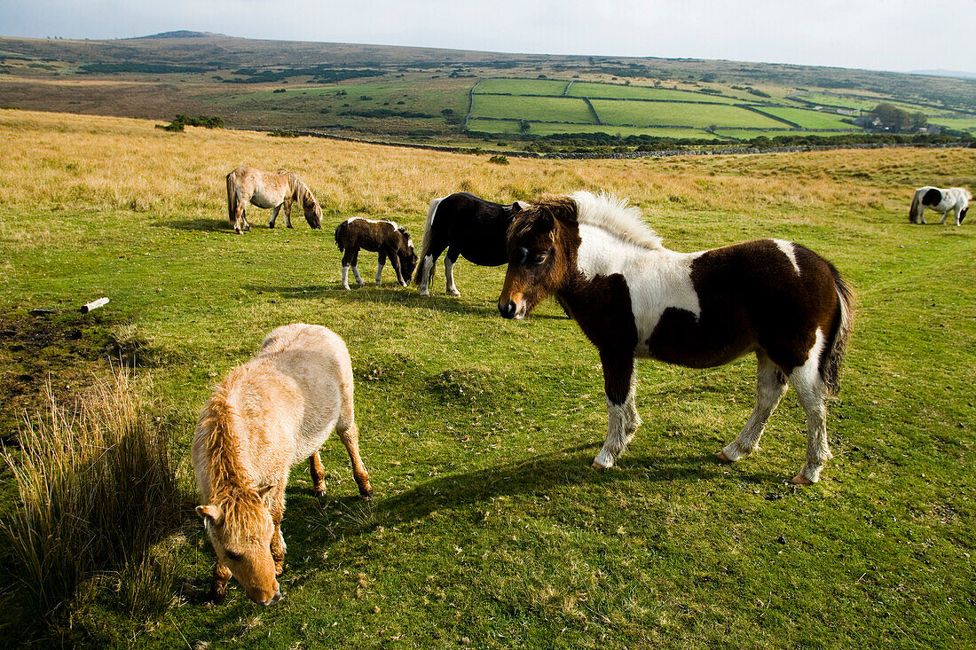 Wild horses grazing on the moorland, Dartmoor National Park, Devon, England