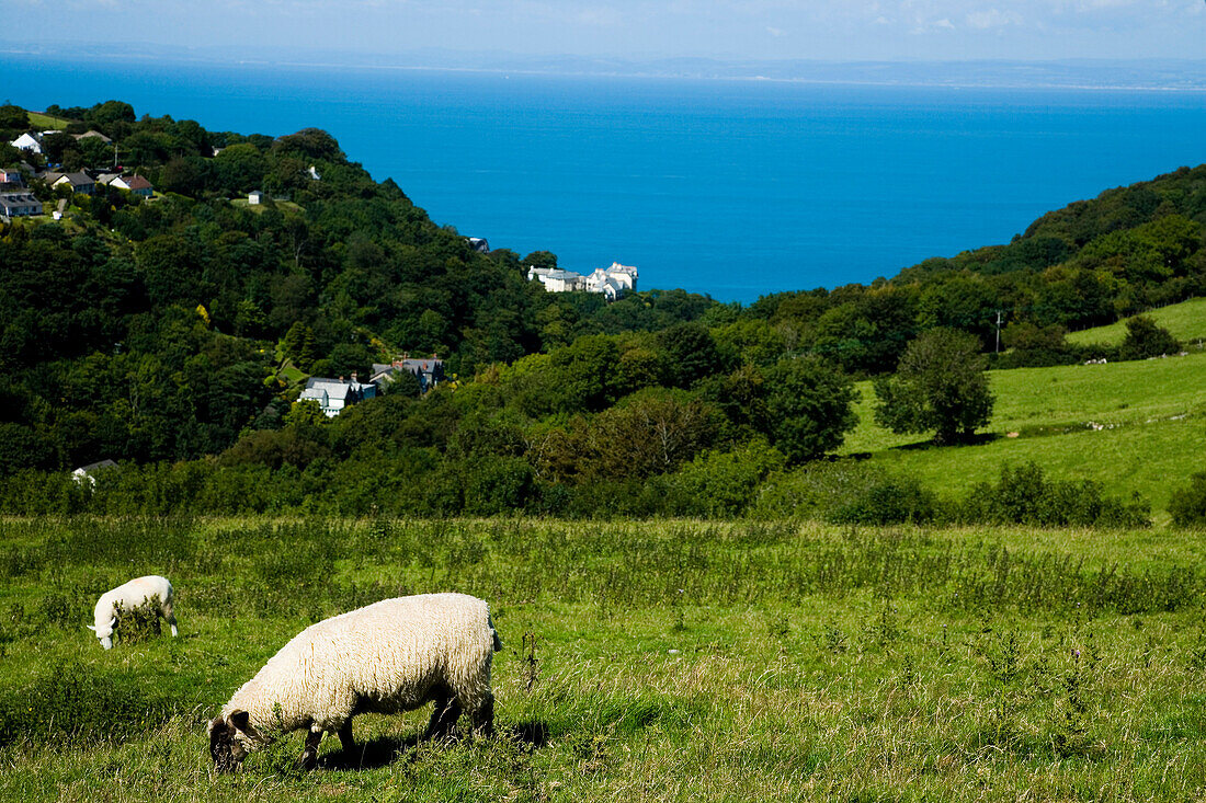 Grazing sheep on coastal field, North Devon, Exmoor, England