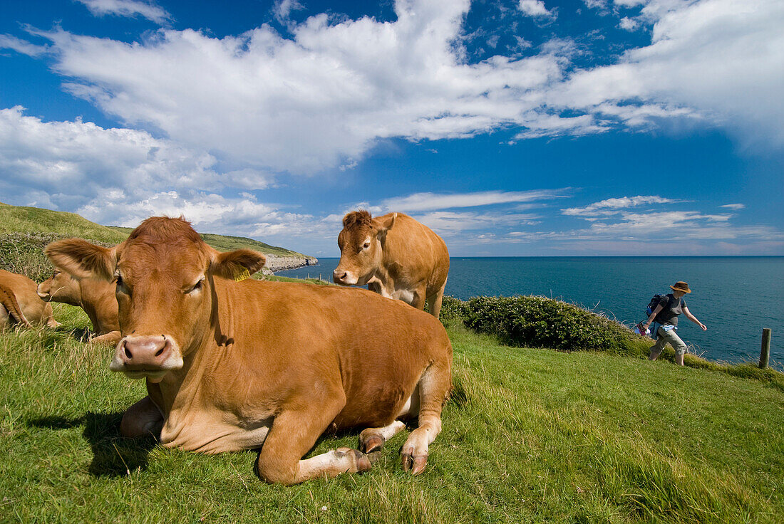 Woman walking along coastal path past field of cows, Near Worth Matravers, Purbeck, Dorset, UK