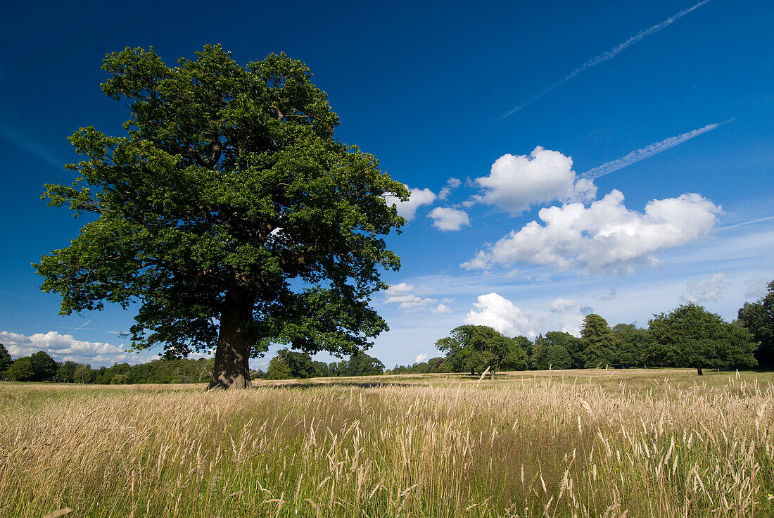 Big oak tree in field, Near Burley, New Forest, Hampshire, England