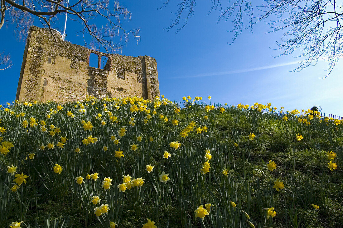 Guildford castle and daffodils, Guildford, Surrey, England