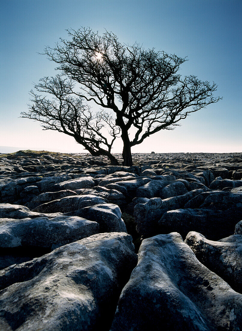 Limestone pavement at Twisleton Scars, Yorkshire Dales National Park, North Yorkshire, England, United Kingdom, Europe