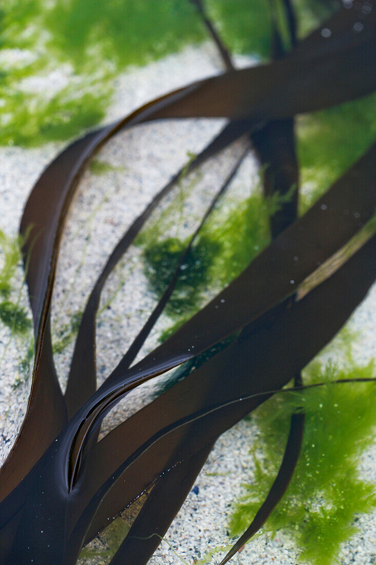 Close-up of seaweed in water, Outer Hebrides, Scotland, UK