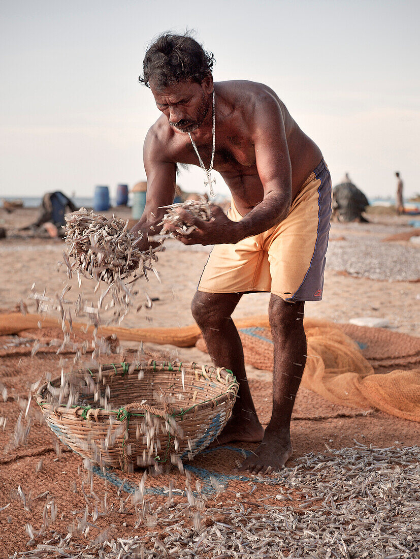Fischer verteilt Fang zum Trocknen am Strand von Negombo, die Region proudziert den beliebten Trockenfisch, Sri Lanka