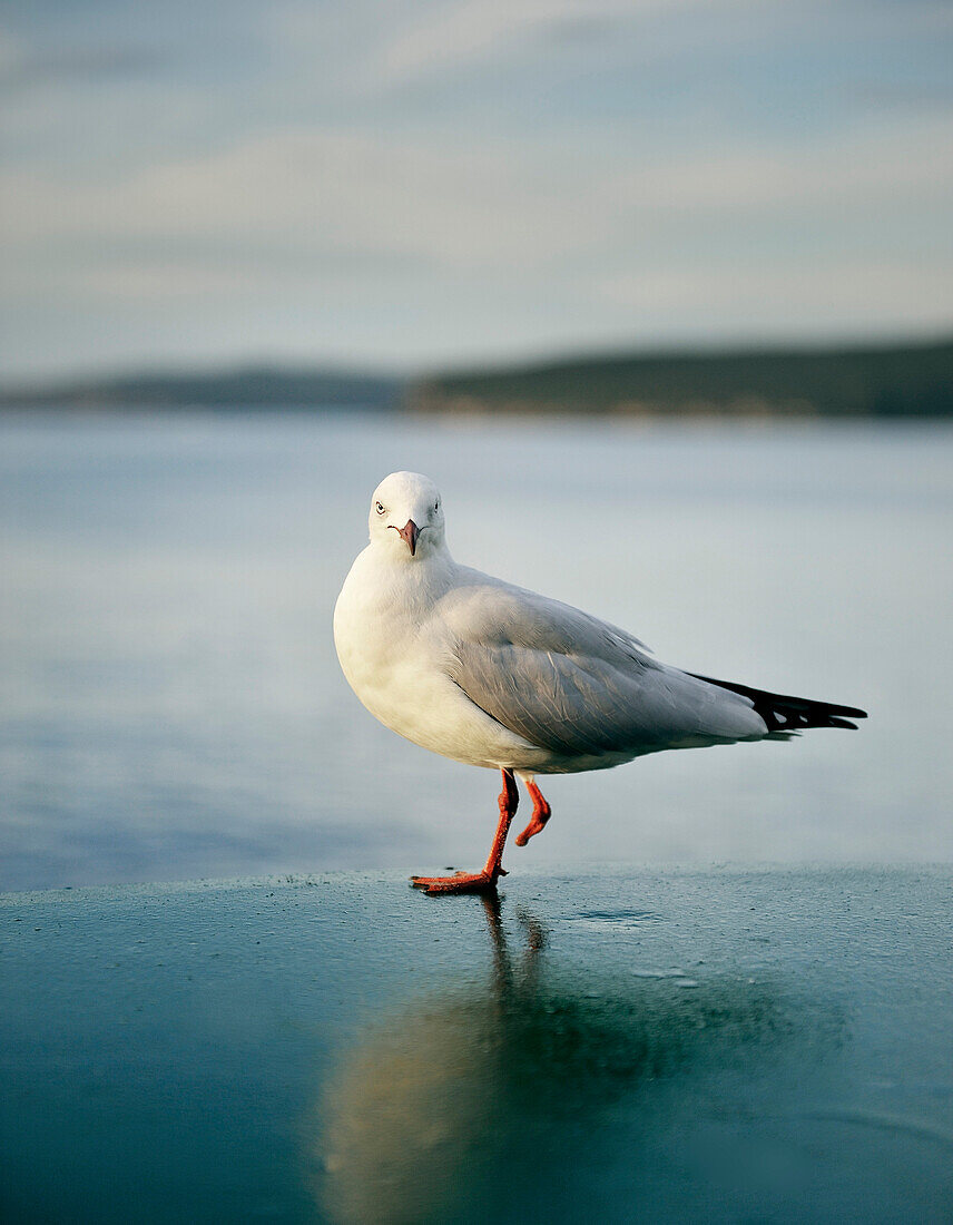 Möwe posiert am Bug einer Fähre in Sydney, New South Wales, Australien