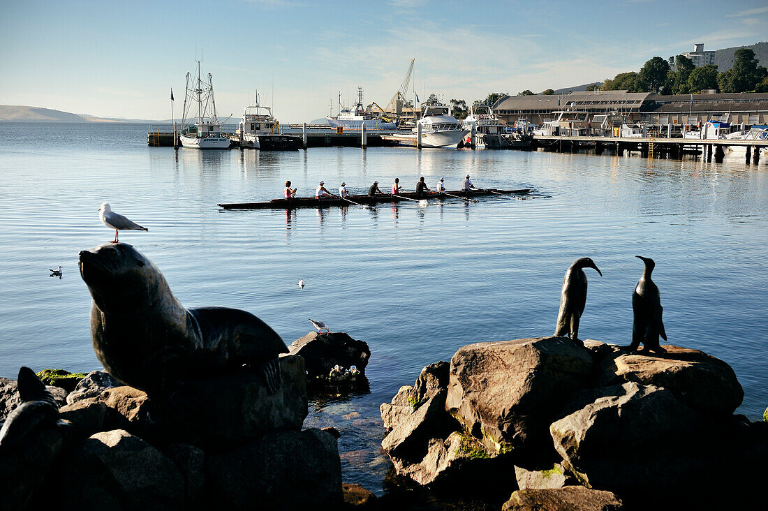 Rowing in Hobart harbour, Tasmania, Australia