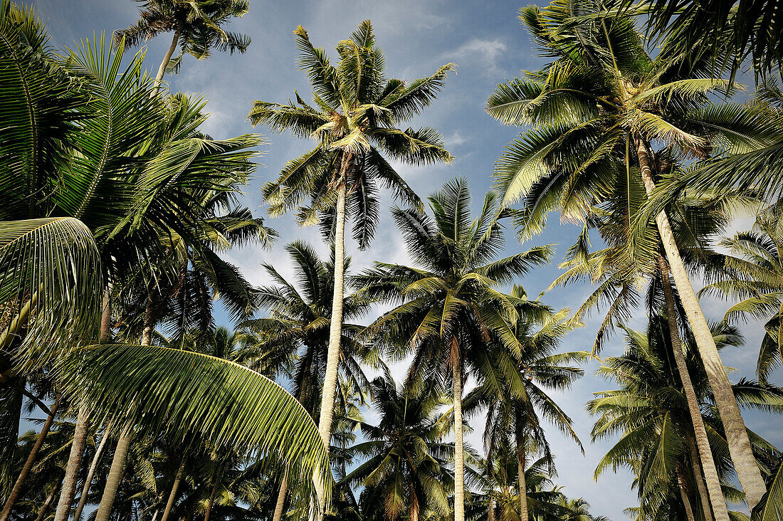 Plenty palm trees in the capital Apia, Upolu, Samoa, Southern Pacific island