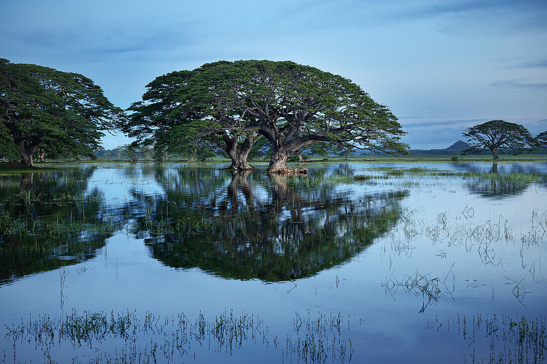Trees stand in water of artificial lake Tissa Wewa, bog landscape, Tissamaharama, around Yala National Park, Sri Lanka