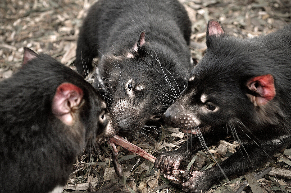 Tasmanischer Teufel beim Fressen, Bonorong Wildlife Sanctuary, Richmond nahe Hobart, Tasmanien, Australien