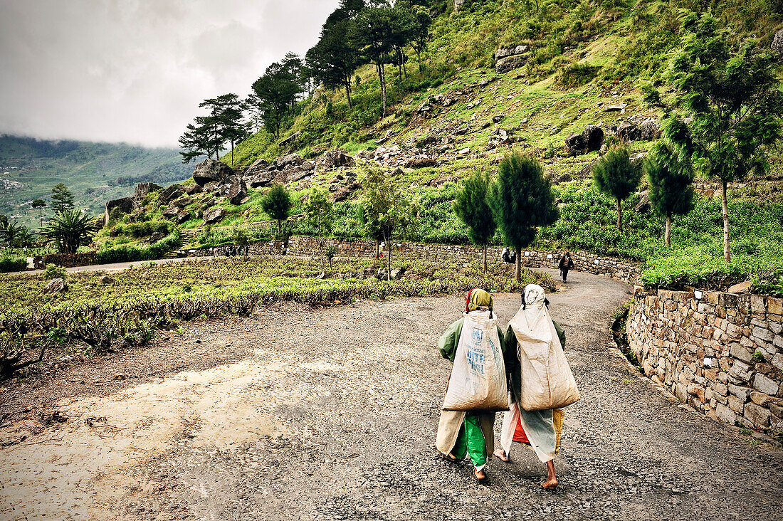 Tamil tea pickers on their way to tea facotry, tea production, Haputale, Hill Country Sri Lanka