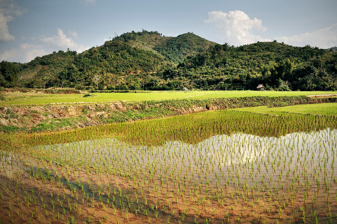 Reisfelder, Reisanbau, Pak Mong, Laos