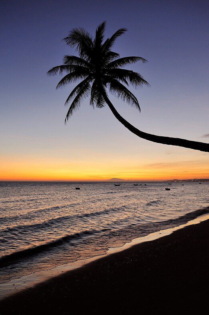 Crooked palm tree at beach sunset, South China Sea, Mui Ne, Binh Thuan, Vietnam