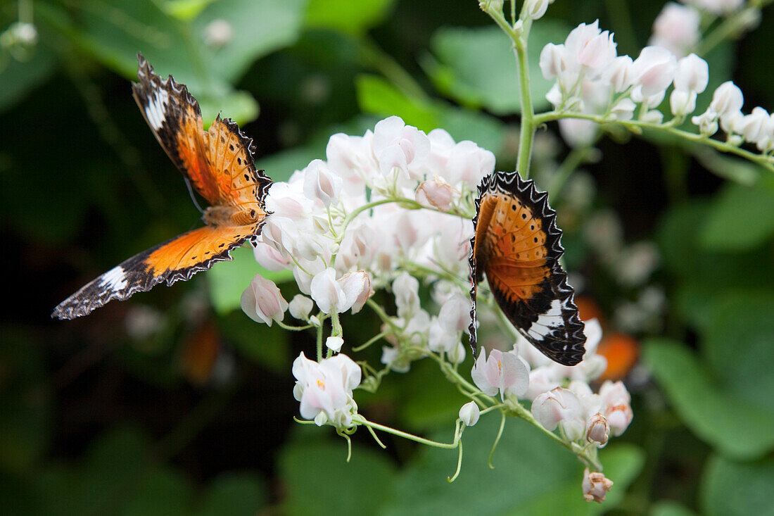 Schmetterlinge im tropischen Schmetterlingspark auf der Insel Penang, Bundesstaat Penang, Malaysia, Südostasien