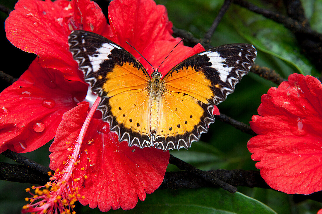 Butterfly at the tropical butterfly farm on Penang Island, Penang state, Malaysia, south east Asia