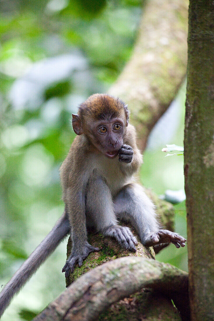 Young monkey at the Gunung Leuser National Park near Bukit Lawan, Island of Sumatra, Indonesia, Southeast Asia