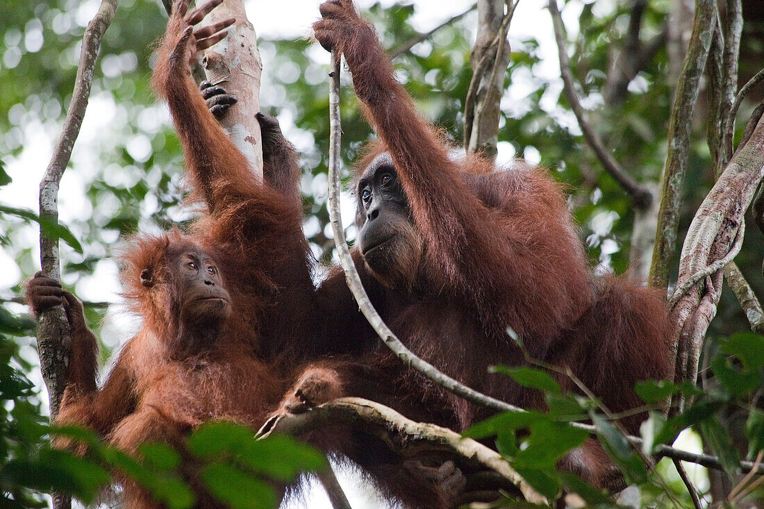 Orang Utans im Gunung Leuser National Park bei Bukit Lawang in der indonesischen Provinz Nordsumatra, Insel Sumatra, Indonesien, Südostasien