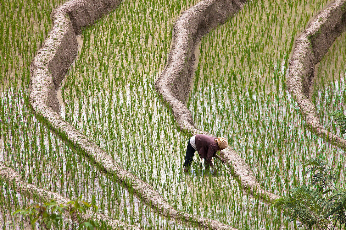 Rice fields on Pulau Samosir Island in Lake Toba in North Sumatr, Island of Sumatra, Indonesia, Southeast Asia