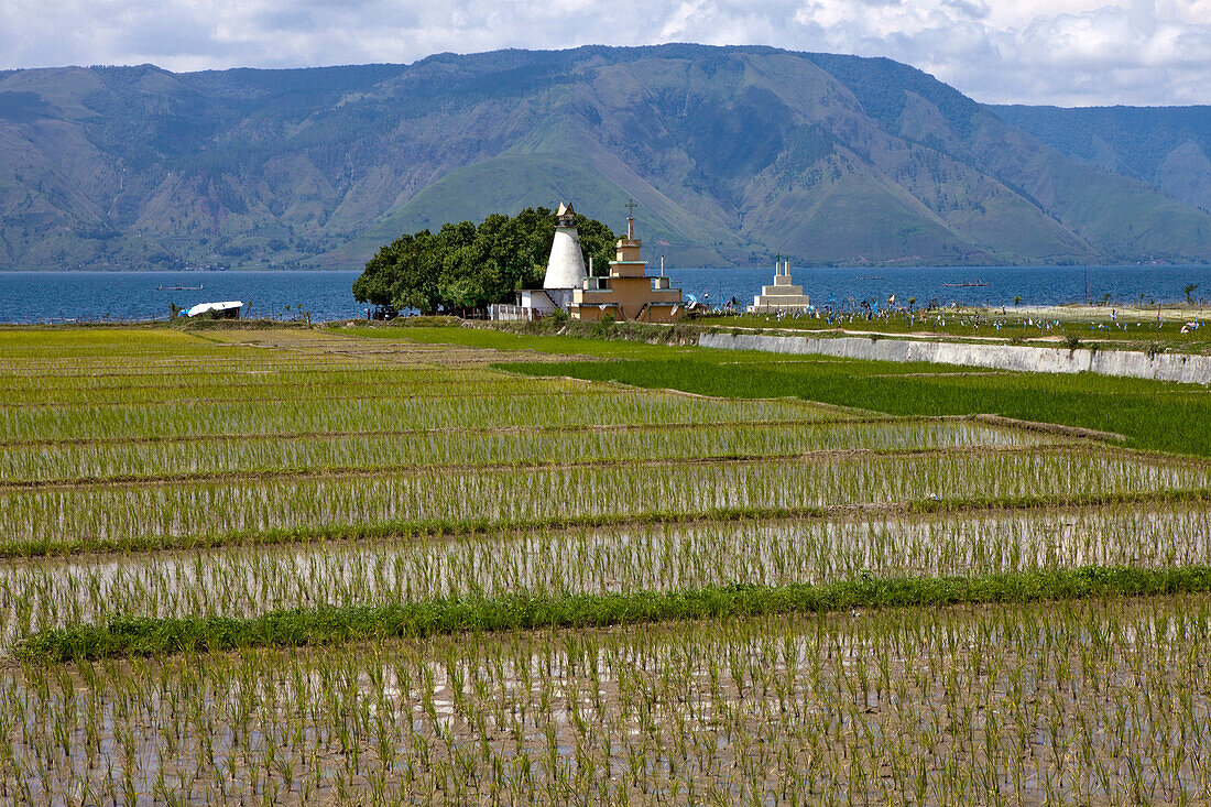 Rice fields and Batak tombs on Pulau Samosir Island in Lake Toba, Island of Sumatra, Indonesia, Southeast Asia