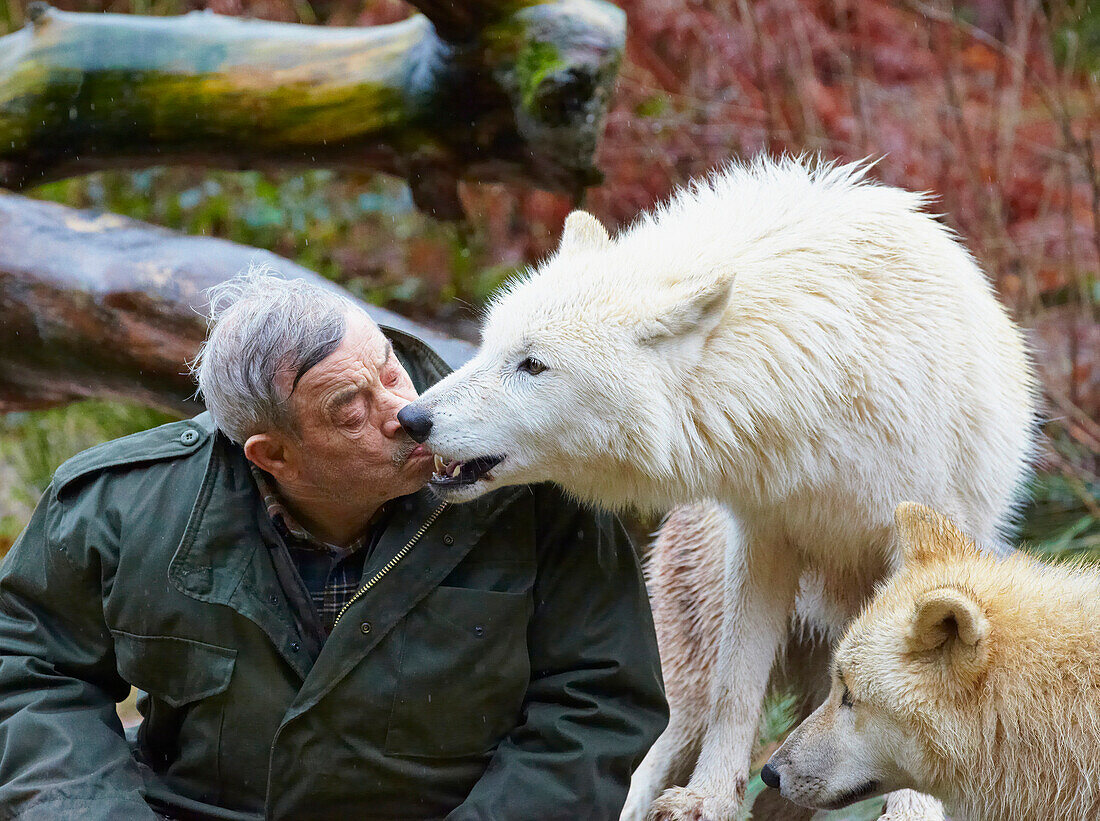 Wolfspark Werner Freund, Merzig, Saarland, Deutschland, Europa