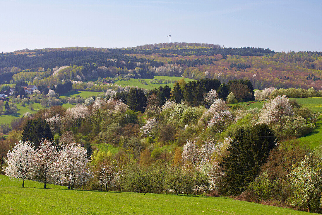 Kirschblüte und Frühlingsgrün in einer Landschaft bei Dirmingen, Saarland, Deutschland, Europa