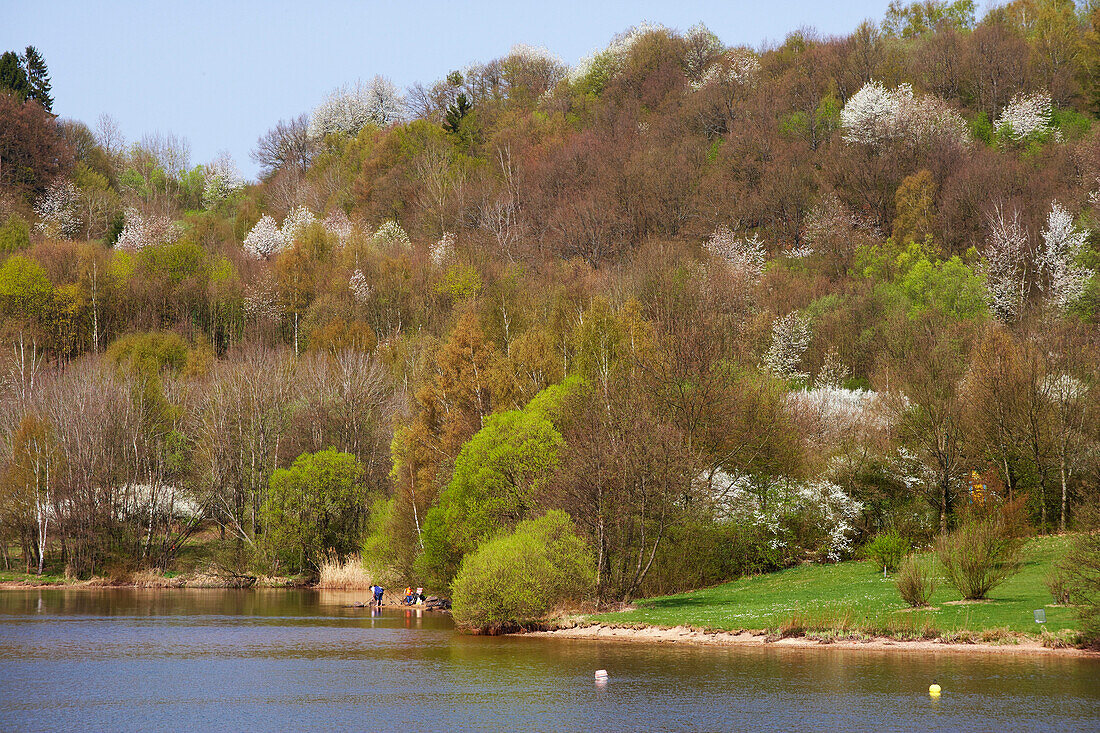 Blooming trees at Bostal Lake, Nohfelden, Nature reserve park Saar-Hunsrueck, Saarland, Germany, Europe