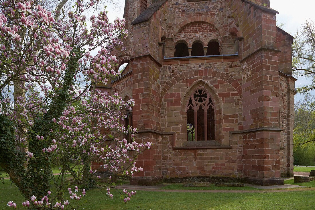 Blooming magnolia at the old tower in the park of the old abbey, adventure center Villeroy &amp;amp;amp; Boch, Mettlach, Saarland, Germany, Europe
