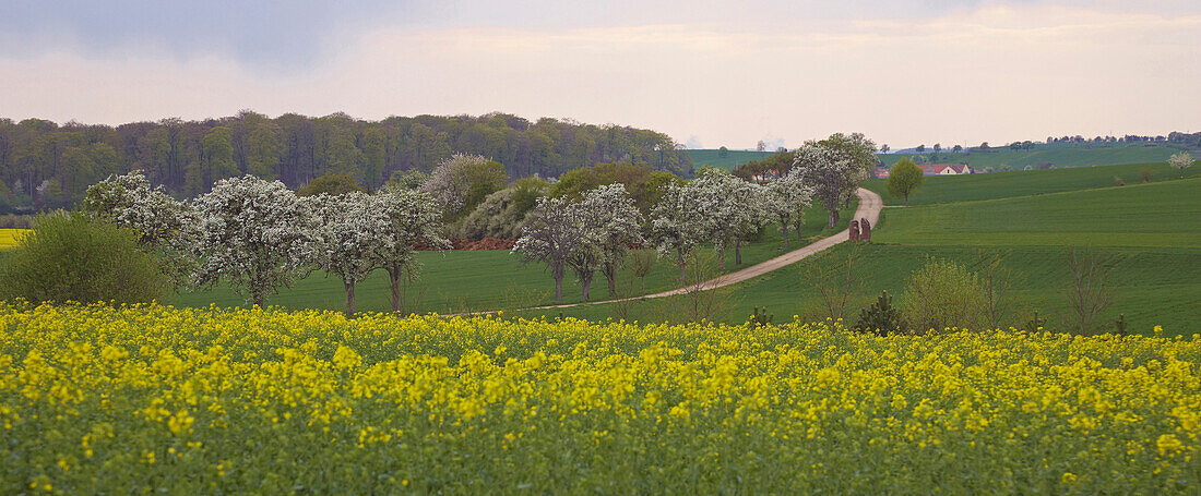 Blooming fruit trees and canola field at Merzig-Wellingen, Saarland, Germany, Europe