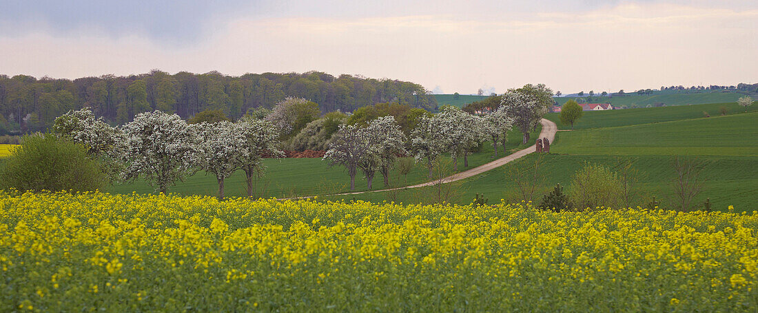 Obstblüte und Rapsfeld bei Merzig-Wellingen, Saarland, Deutschland, Europa