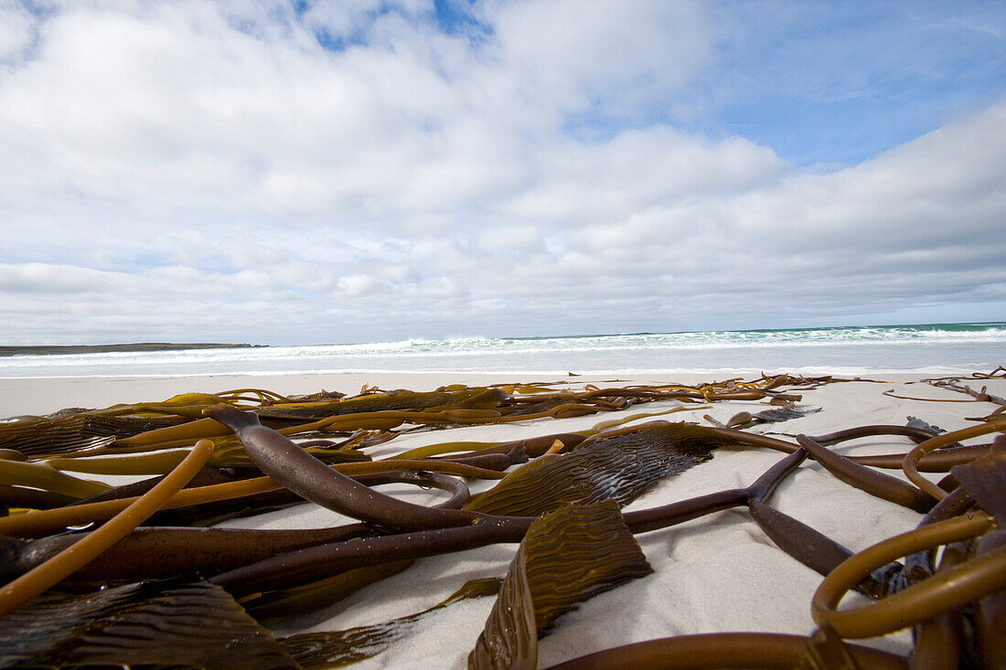 Kelp washed up on beach at Surf bay, Falkland Islands