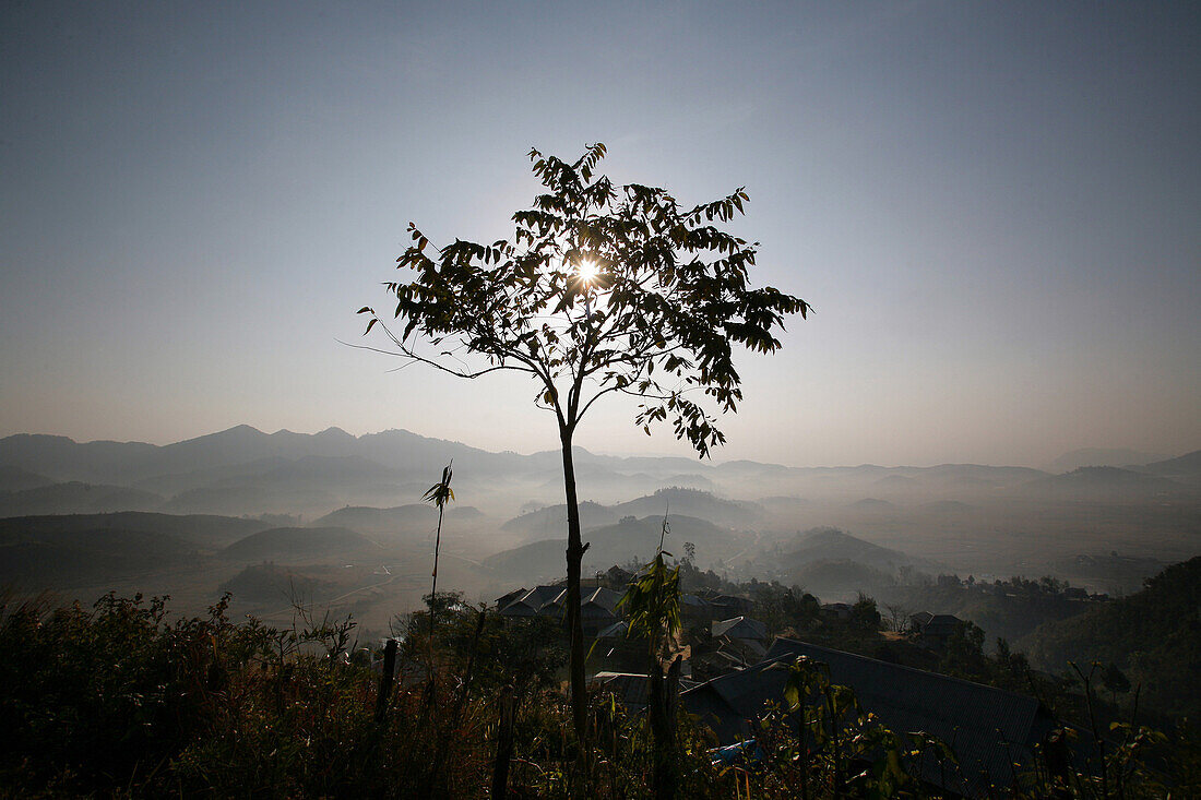 Lonely tree silhouetted on misty morning in mountains, Champhai, Mizoram, North East states, India