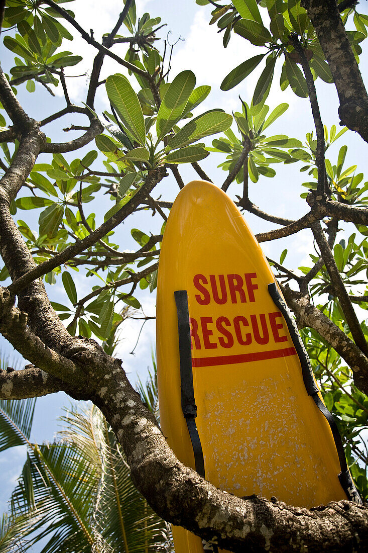 Lifeguard's surfboard under tree, Bali, Indonesia