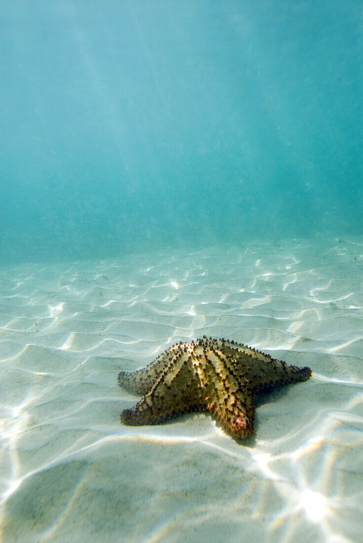 Starfish underwater in Discovery Bay, Jamaica