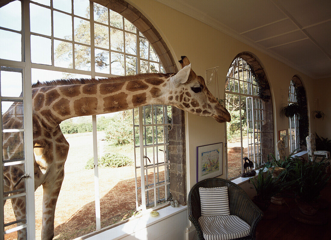 Giraffe looking into living room, Kenya