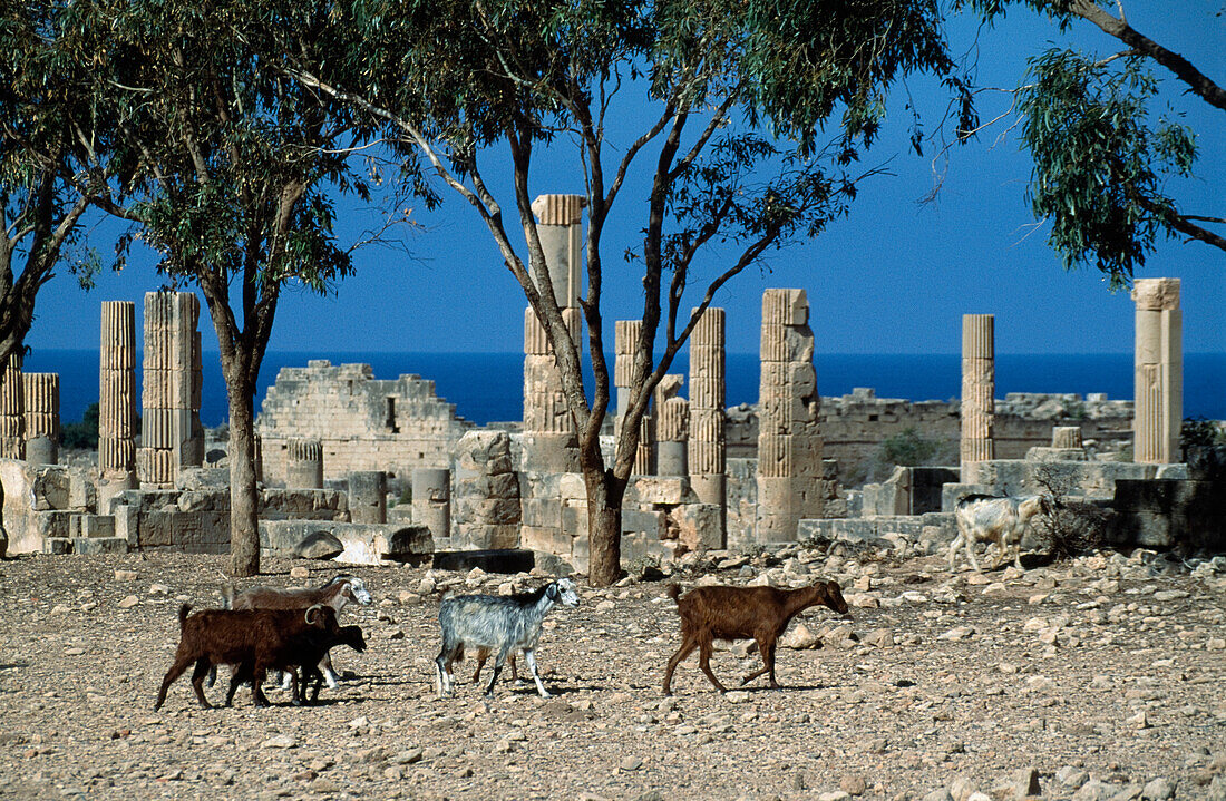 Goats amidst ruins, Ptolemais, Libya