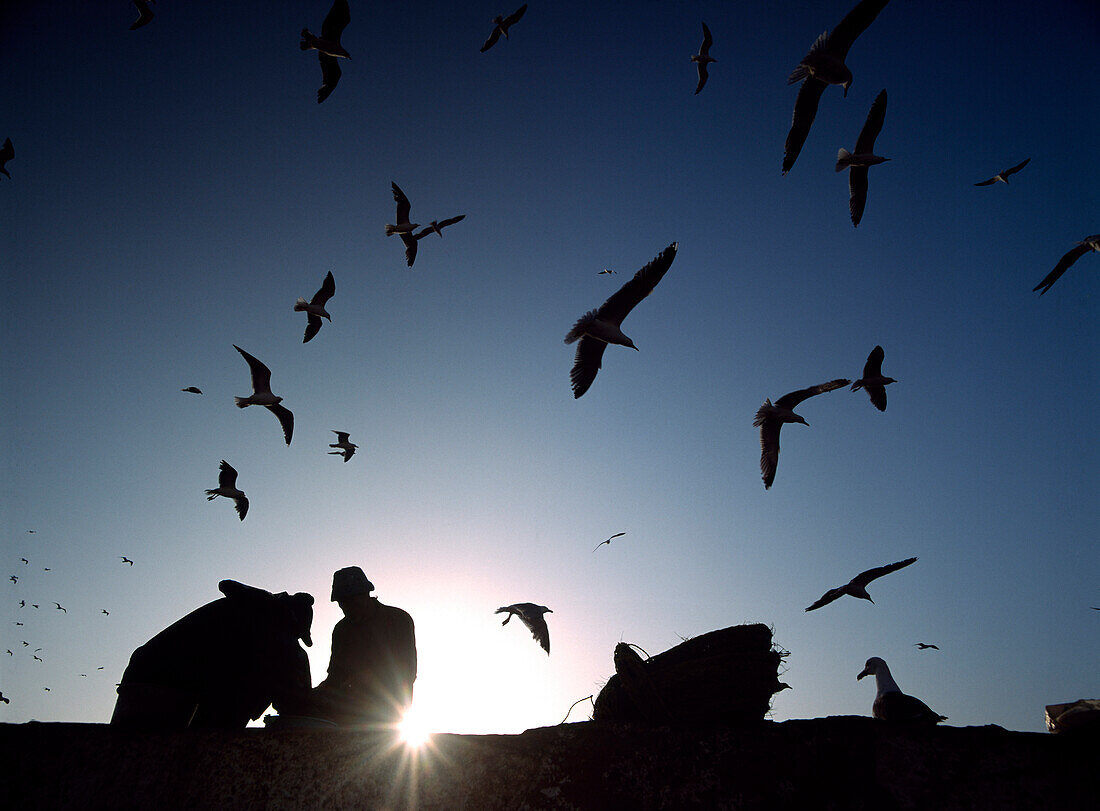Silhouette of fish gutters and seagulls at dusk beside the fishing port, Essaouira, Morocco