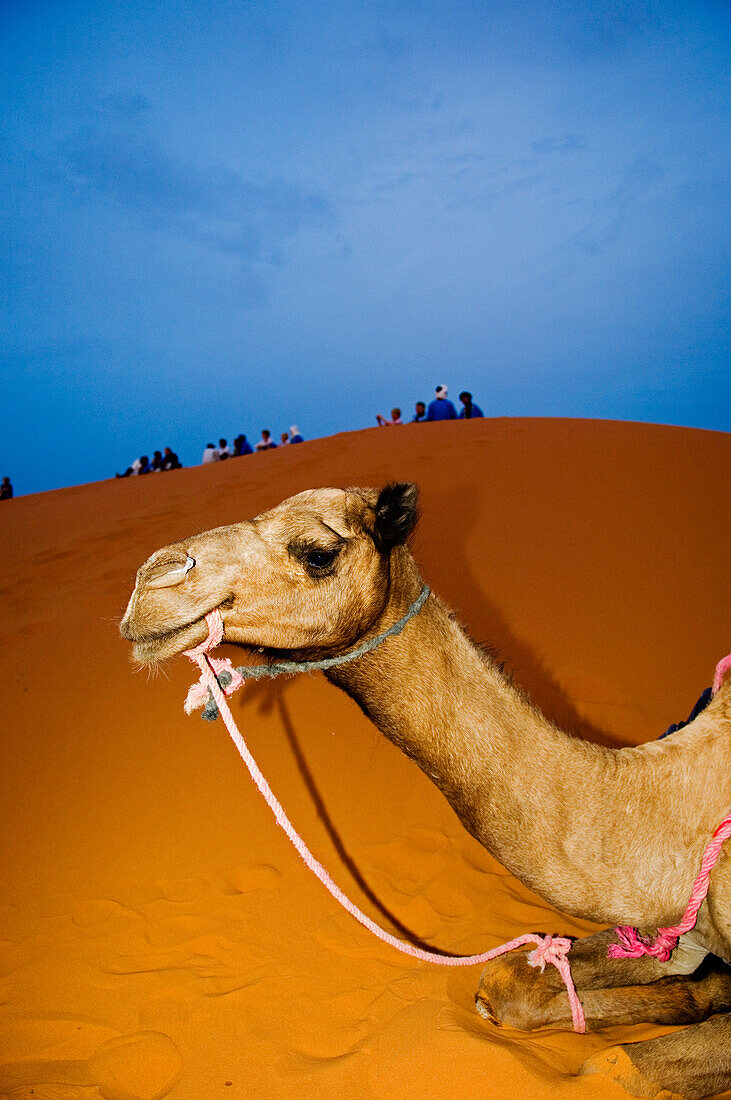 Resting camel, Sahara Desert, Merzouga, Morocco