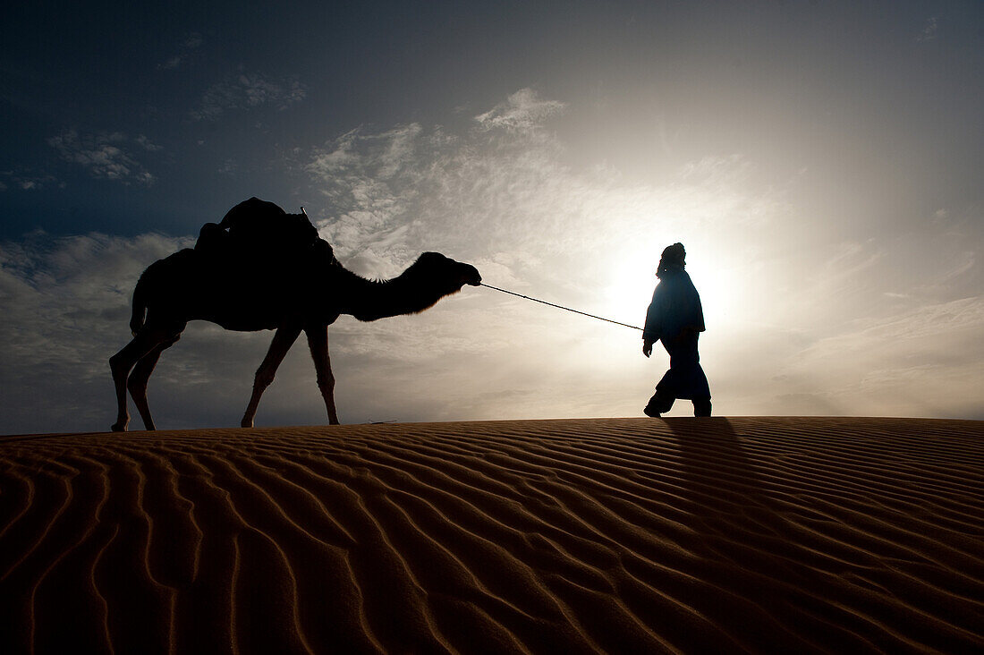 Silhouette of Berber leading camel across sand dunes at dusk in the Erg Chebbi, Sahara Desert, Merzouga, Morocco.