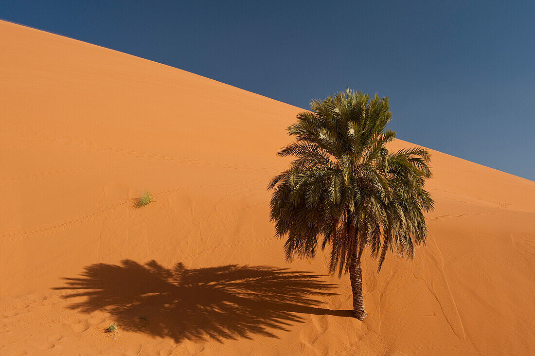 Date palm half-covered by sand dune, Merzouga, Morocco.