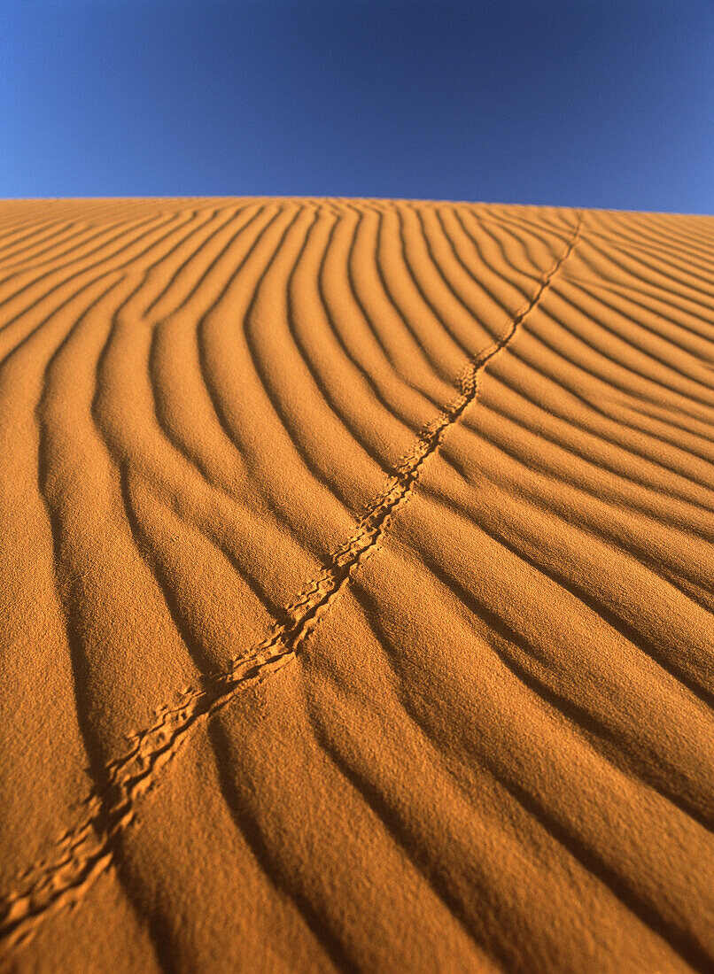 Detail of insect track across sand dune at dawn in the Erg Chebbi area of the Sahara Desert, Merzouga, Morocco, Merzouga, Morocco.