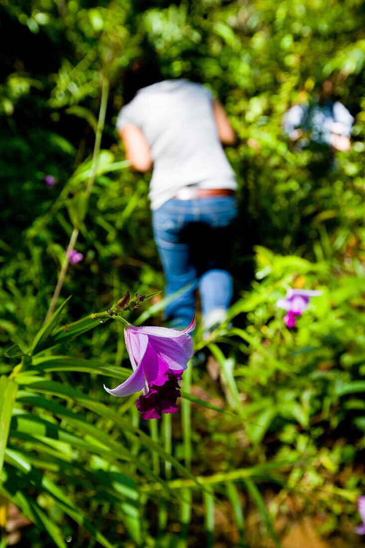 Wild purple orchid growing in jungle, Cameron Highlands, Pahang, Malaysia