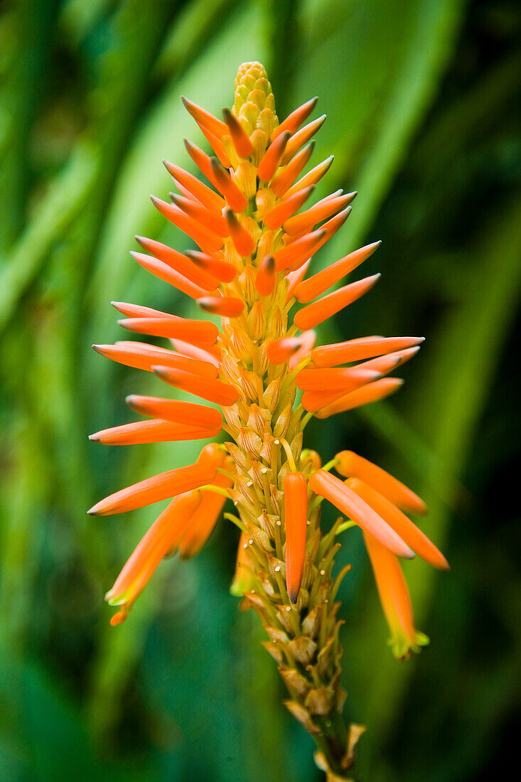 Bright orange tropical flowers, Cameron Highlands, Pahang, Malaysia