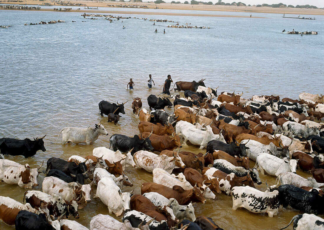 Diafarabe annual Fulani cattle crossing, The river Niger, Mali