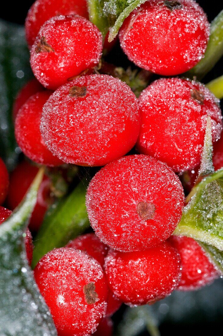 frost crystals on red holly berries