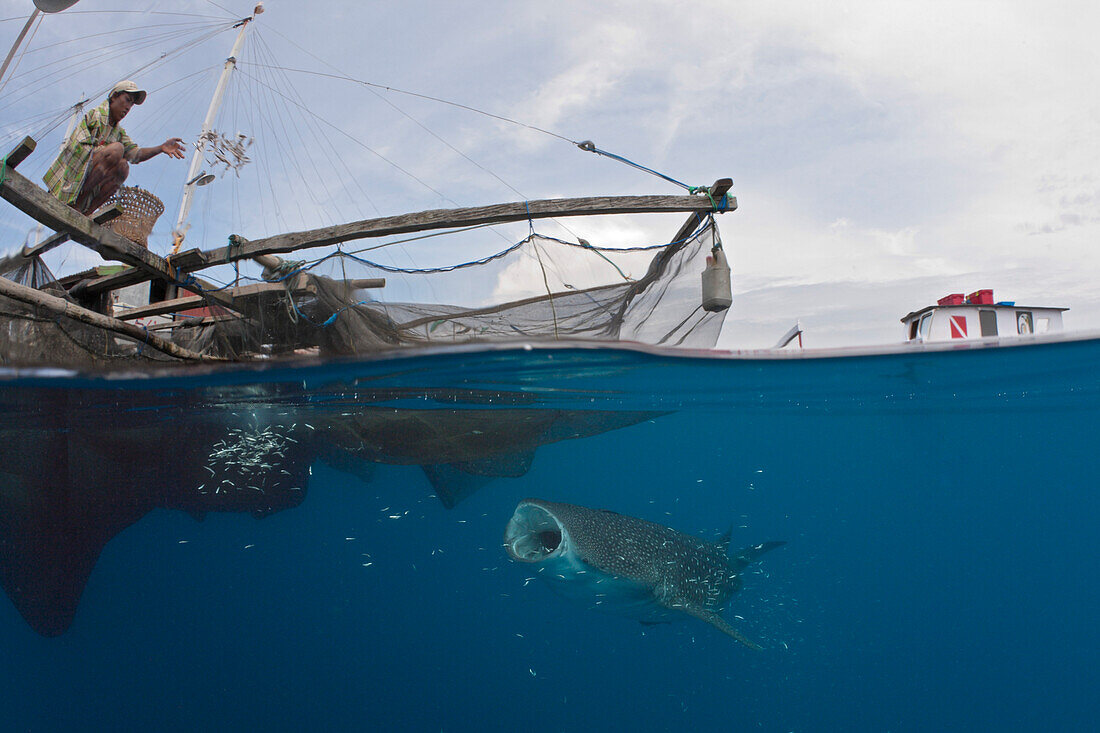 Whale Shark underneath Fishing Platform called Bagan, Rhincodon typus, Cenderawasih Bay, West Papua, Papua New Guinea, New Guinea, Oceania