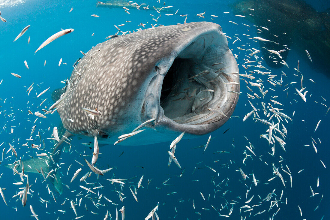 Feeding Whale Shark, Rhincodon typus, Cenderawasih Bay, West Papua, Papua New Guinea, New Guinea, Oceania