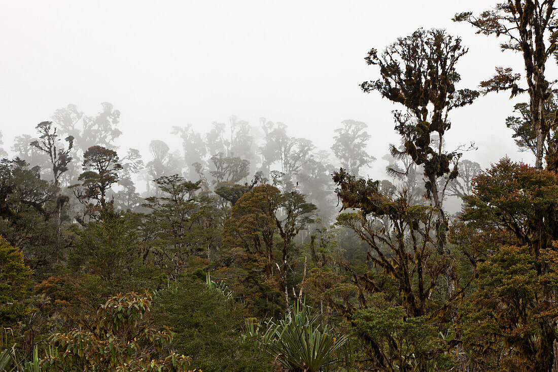 Cloud Forest Pass-Valley, Baliem Valley, West Papua, Indonesia